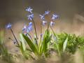Scilla persica